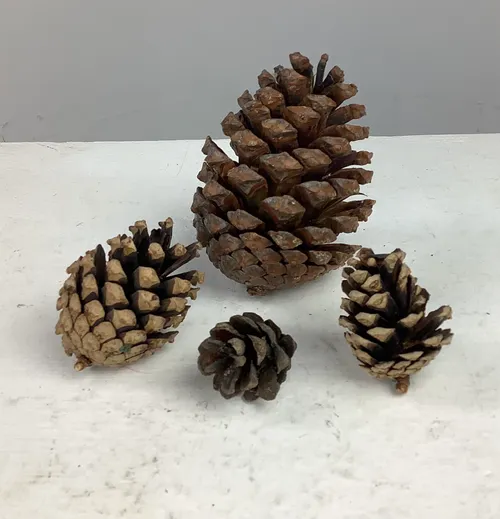 Various Pine Cones