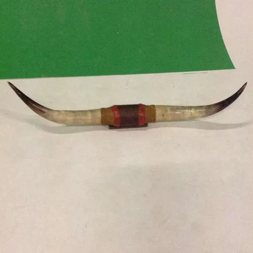 Large bull horns on mount