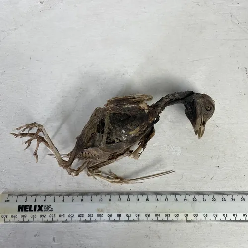 Bird Skeleton 