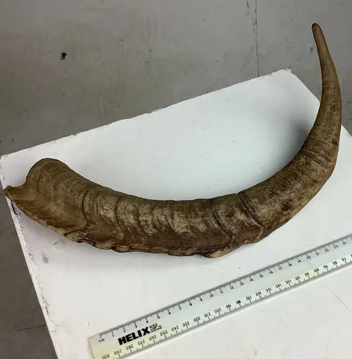 Large Horn