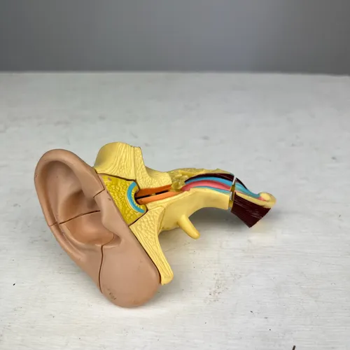 Ear Anatomy Model