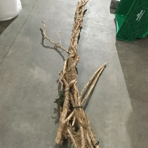 Tree Branches / Stems with Moss Covering