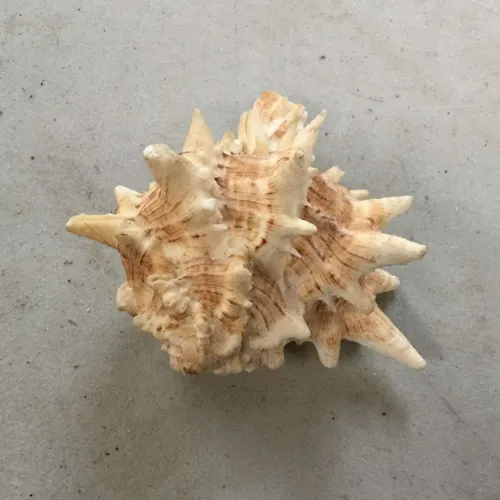 Large spiky shell