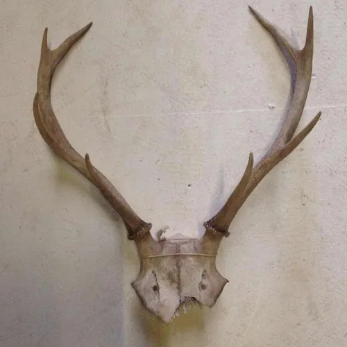 Set of Animal Horns On Partial Skull
