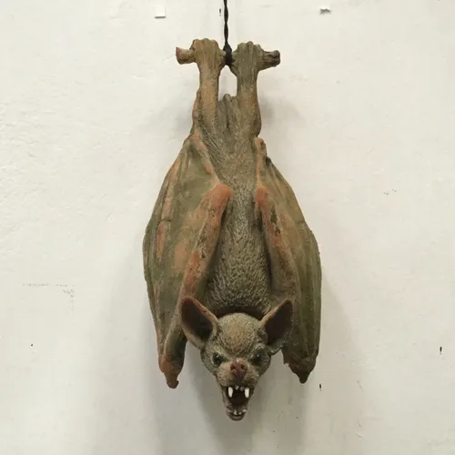 Hanging Bat