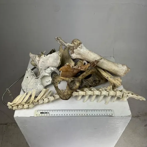 Various Bones