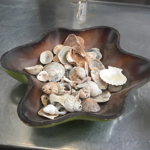 Green Painted Wood Bowl with Quantity of Shells