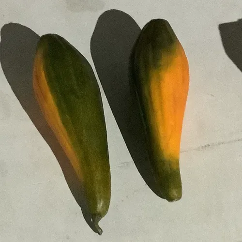 Large marrow/ squash