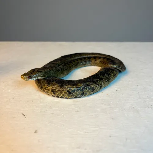 Green plastic snake in curled shape