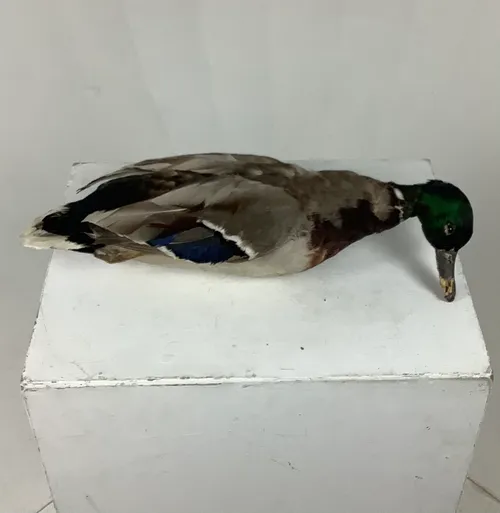 Taxidermy Duck