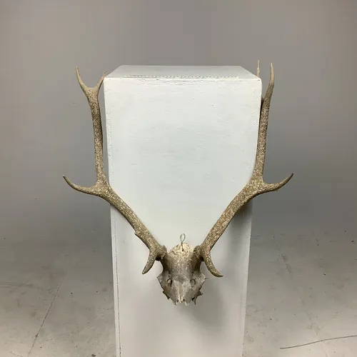 Skull with Antlers