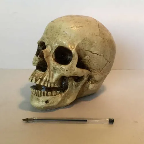 prop human skull