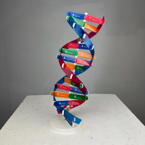 DNA Model 