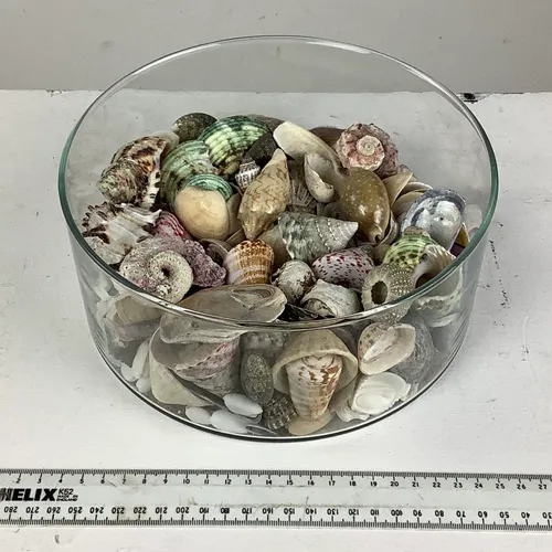 Glass Bowl of Shells