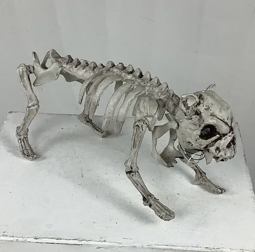Plastic Dog Skeleton with Light Up Eyes