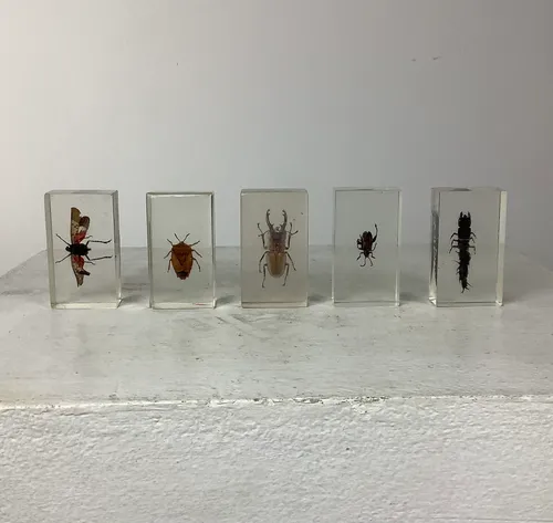 Bug/insects in clear plastic/paperweight 