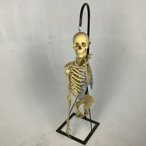 Hanging medical skeleton with stand