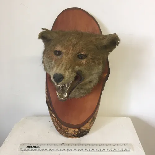 Taxidermy fox head