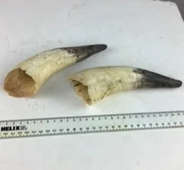 Cream and Brown Horn