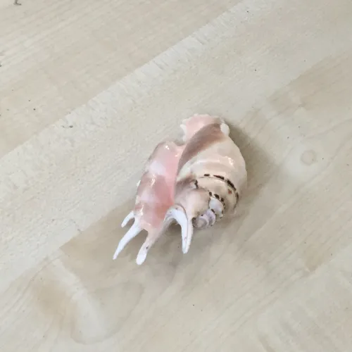 Small Conch Shell