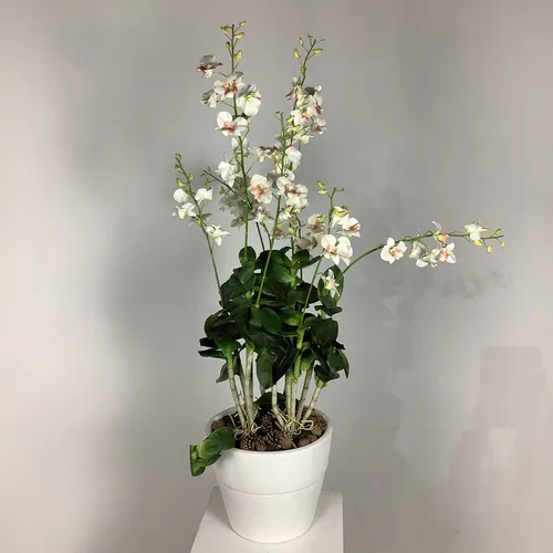 White Orchids with White Base and Pine Cones