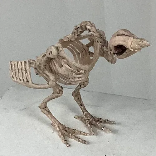 Plastic Bird Skeleton (2 available)
