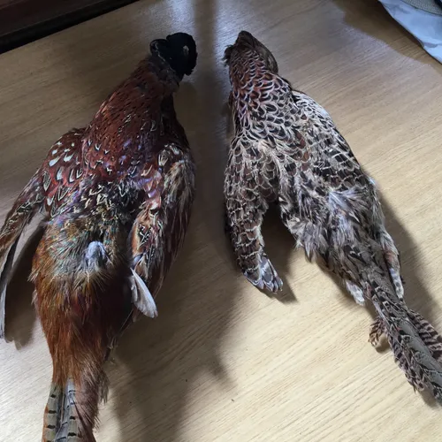 Taxidermy Game Birds