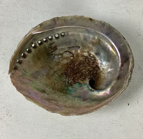 Large Abalone Shell