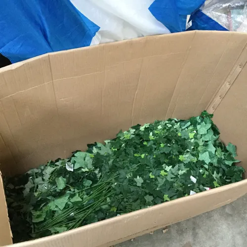 Quantity of Loose Ivy Leaf