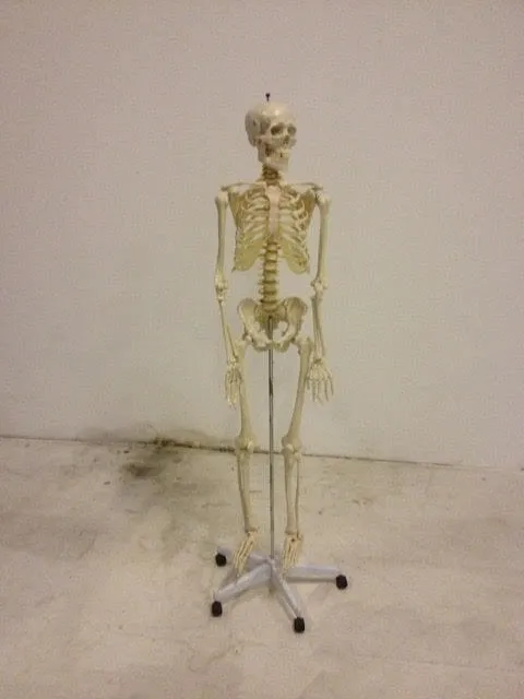 Human Skeleton Model On Stand