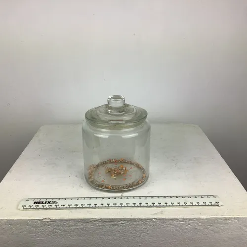 Clear glass jar with rubber sealed lid 