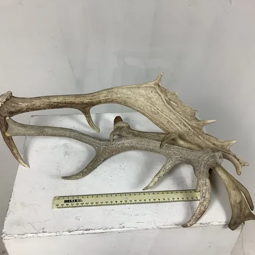 Large Single Antlers