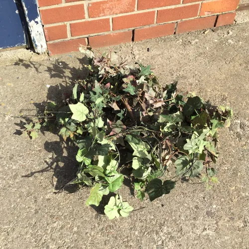 Quantity of Loose Foliage / Leaves