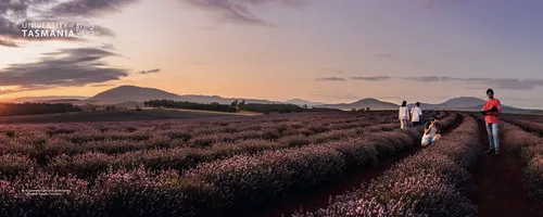 (6m) Business students at Bridestowe Lavender Estate, Nabowla. 