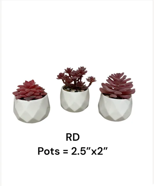 small red succulent in white pots plant fake2.5 x2
