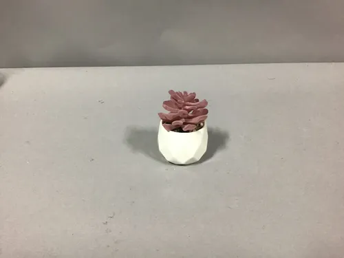 succulant white pot 