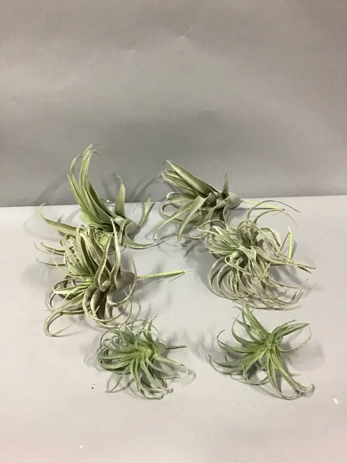 air plants x6 