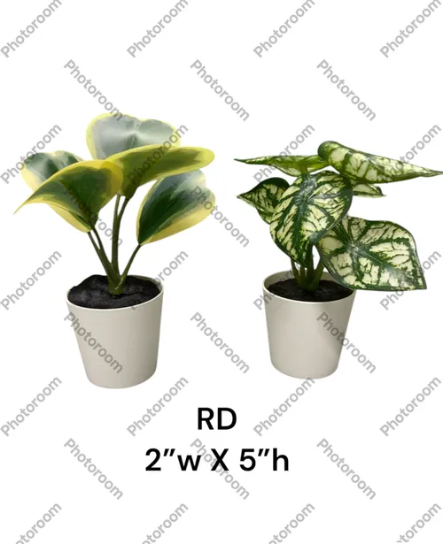 fake hpuse plants varigated