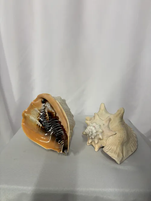 Sea Shell Group Large