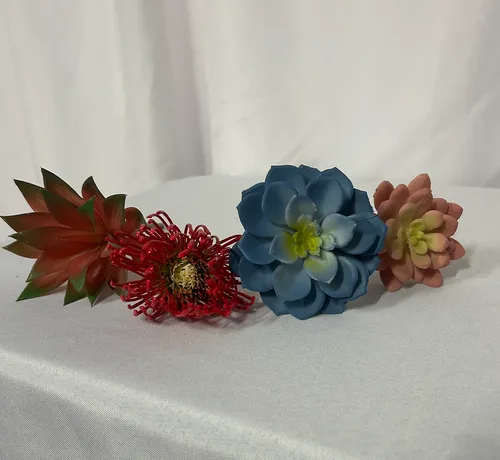 Colorful Succulunts