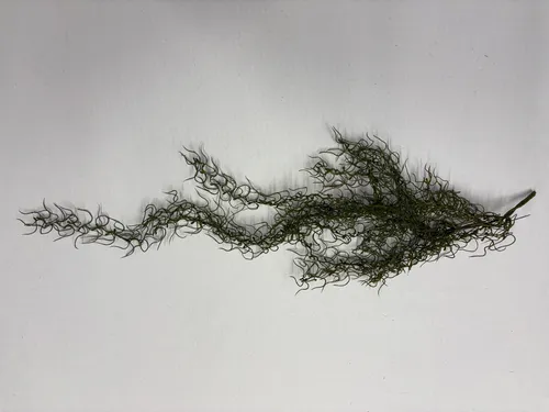 Spanish Moss Draping Stem Garland