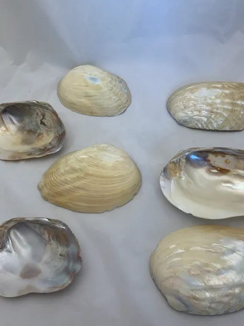 Sea Shell Variety Group 2