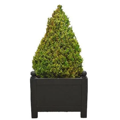 Cone Topiary