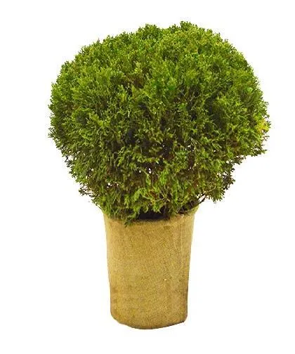 Sphere Topiary