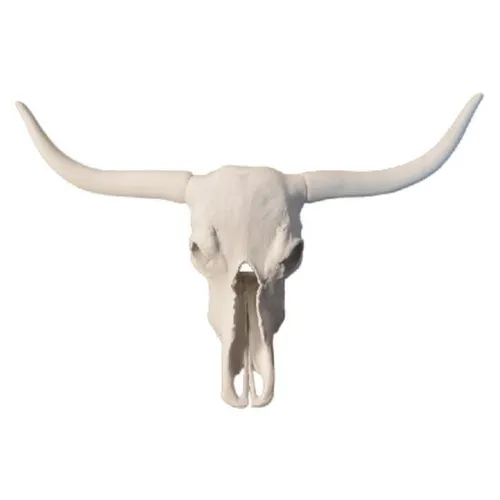 Longhorn Cattle Skull