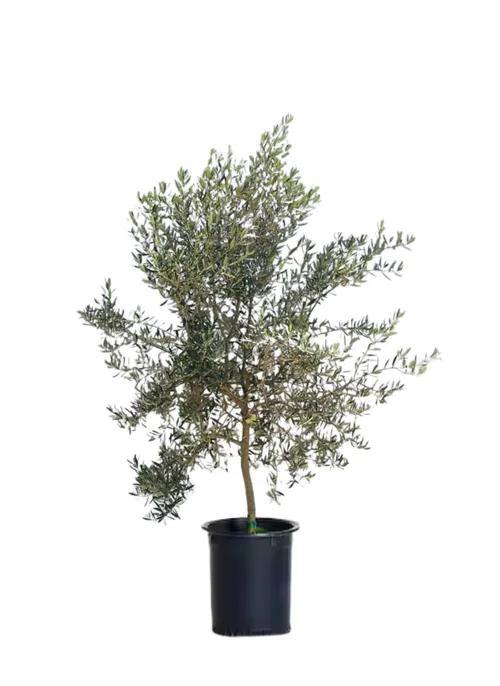 Olive Tree