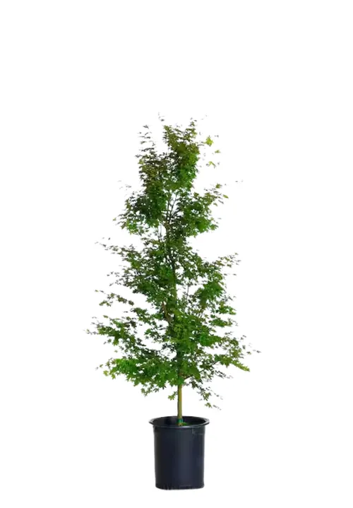  Japanese Maple