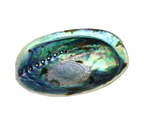 Ocean Shell