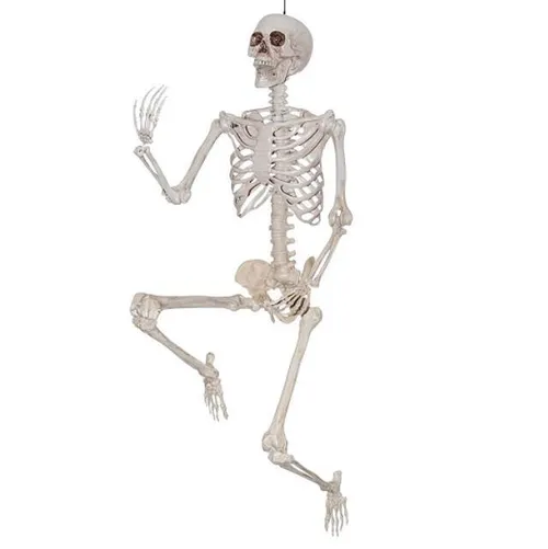 Skeleton