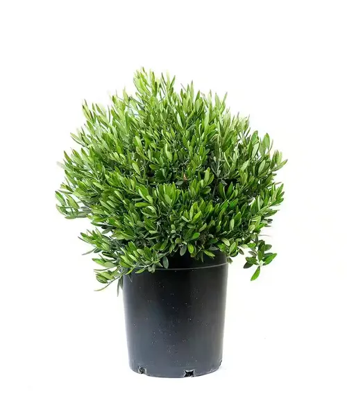 Olive Bush